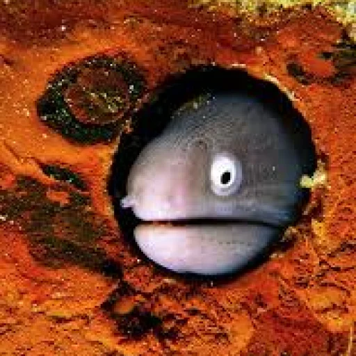 🧀 Стикер «M-m-morays Мурены» для Telegram