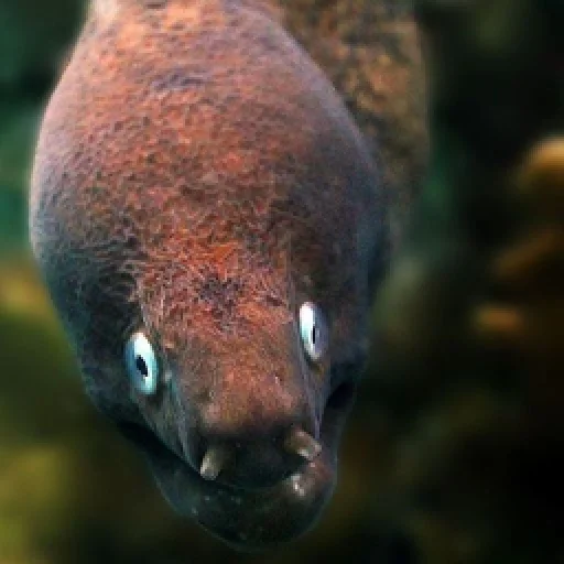 Стикерпак M-m-morays Мурены для Telegram
