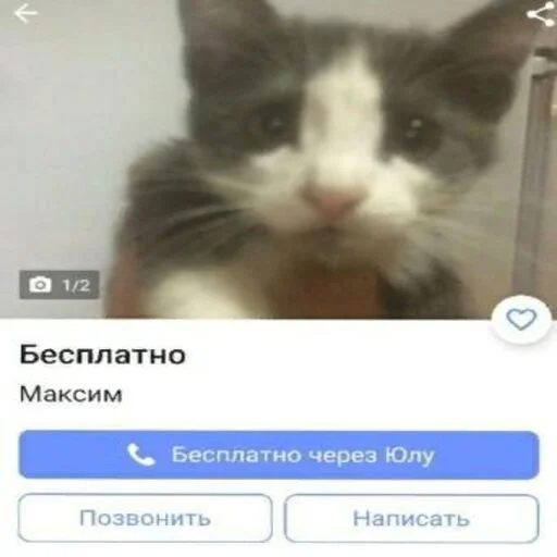🐱 Стикер «море 2014» для Telegram