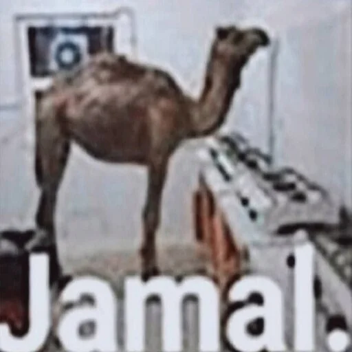 🐪 Стикер «море 2014» для Telegram
