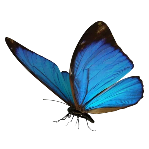 🦋 Стикер «more shrooms» для Telegram