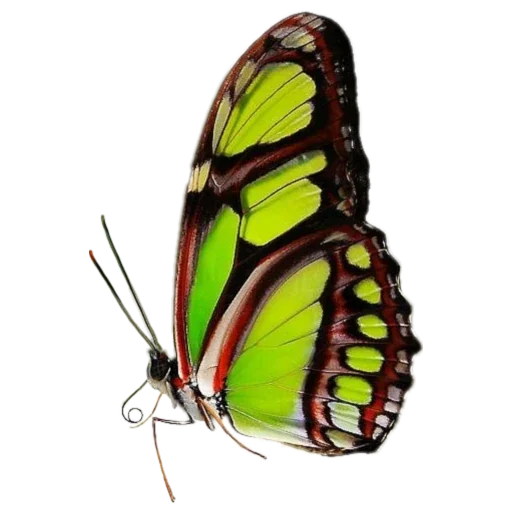 🦋 Стикер «more shrooms» для Telegram