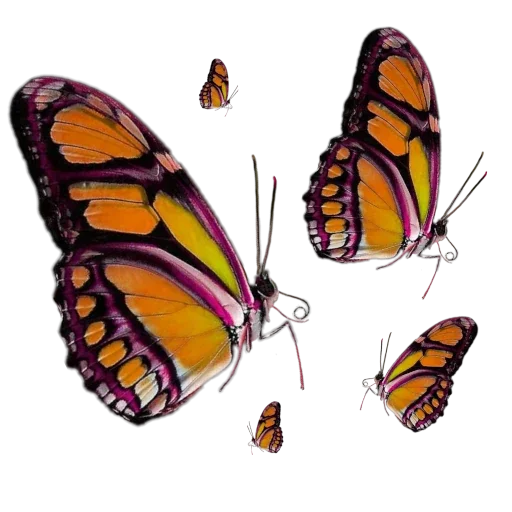 🦋 Стикер «more shrooms» для Telegram