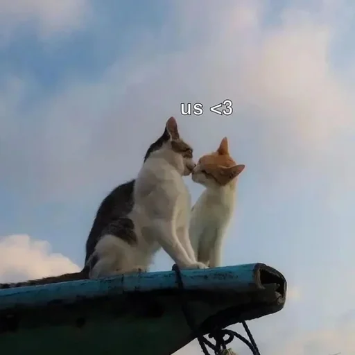 😻 Стикер «morrrrre» для Telegram