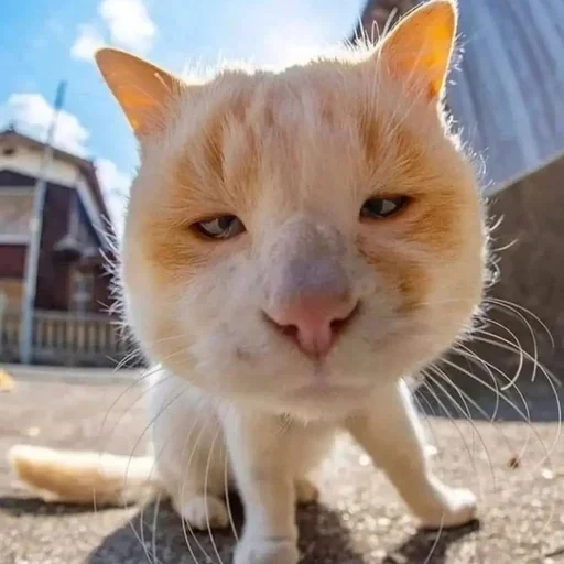 😖 Стикер «morrrrre» для Telegram