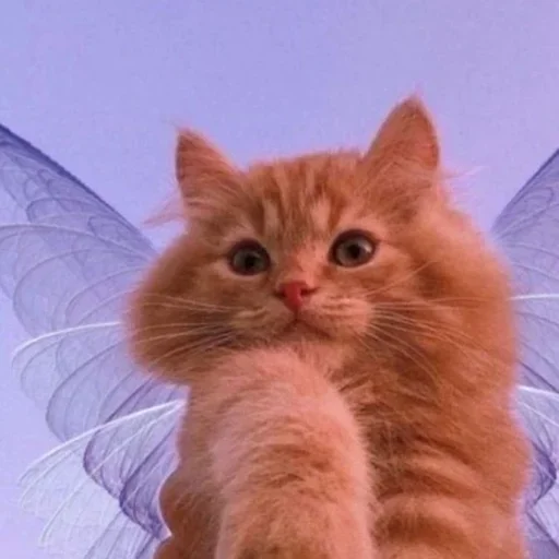 🧚 Стикер «morrrrre» для Telegram