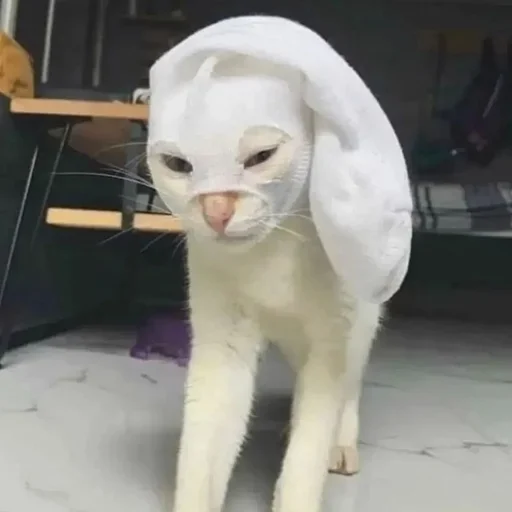🧦 Стикер «morrrrre» для Telegram