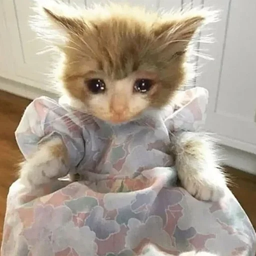 😰 Стикер «morrrrre» для Telegram