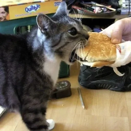 🍔 Стикер «morrrrre» для Telegram