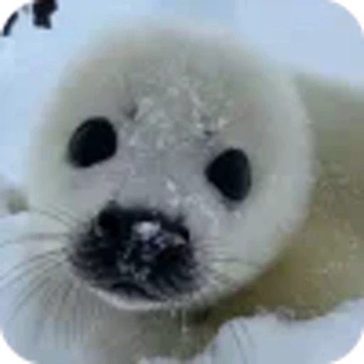 🥺 Эмодзи «Морской котик» для Telegram