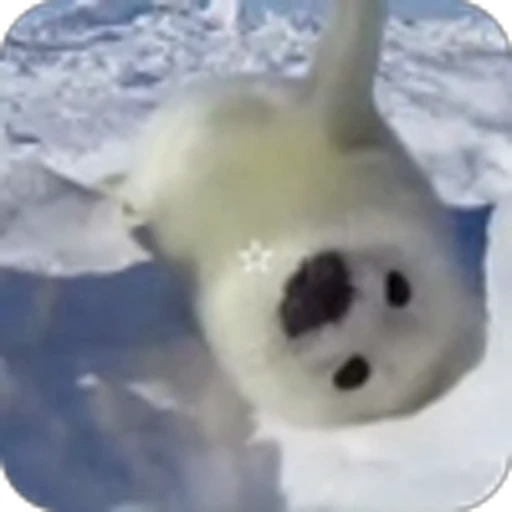 🥰 Эмодзи «Морской котик» для Telegram