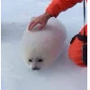 🦭 Эмодзи «Морской котик» для Telegram