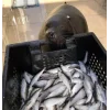 🦭 Эмодзи «Морской котик» для Telegram