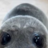 🦭 Эмодзи «Морской котик» для Telegram