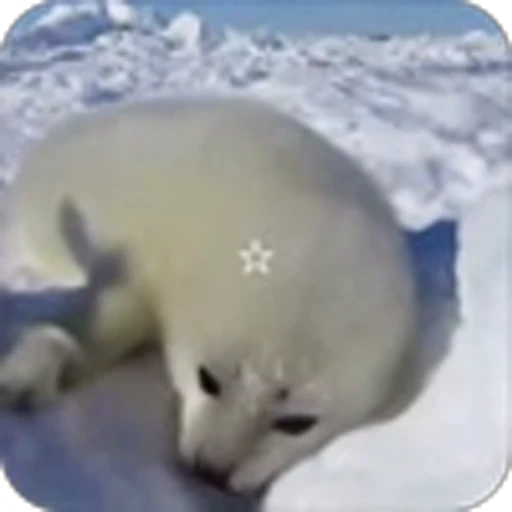 🥰 Эмодзи «Морской котик» для Telegram