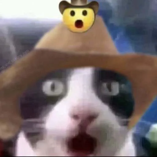 🤠 Стикер «cats.mos?» для Telegram