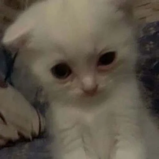 🧐 Стикер «cats.mos?» для Telegram