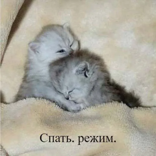 😴 Стикер «cats.mos?» для Telegram
