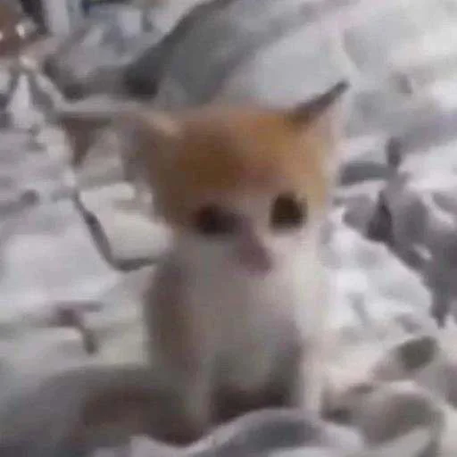 😶 Стикер «cats.mos?» для Telegram