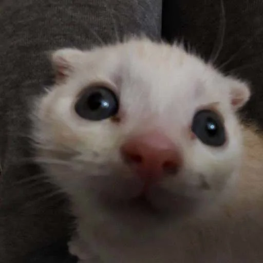 😳 Стикер «cats.mos?» для Telegram