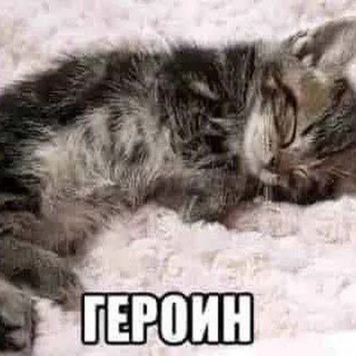 🙂 Стикер «cats.mos?» для Telegram