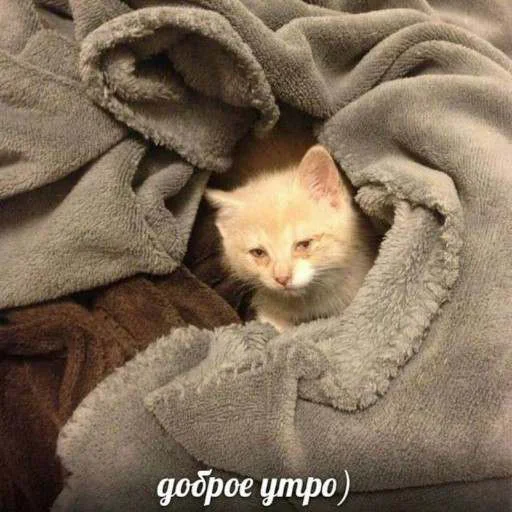 👋 Стикер «cats.mos?» для Telegram