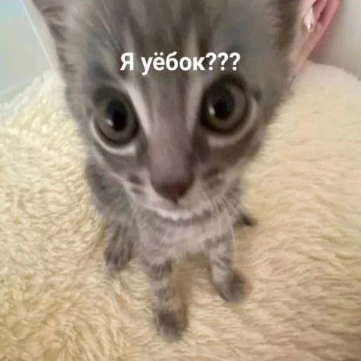 🤭 Стикер «cats.mos?» для Telegram