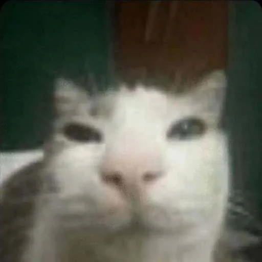 😐 Стикер «cats.mos?» для Telegram