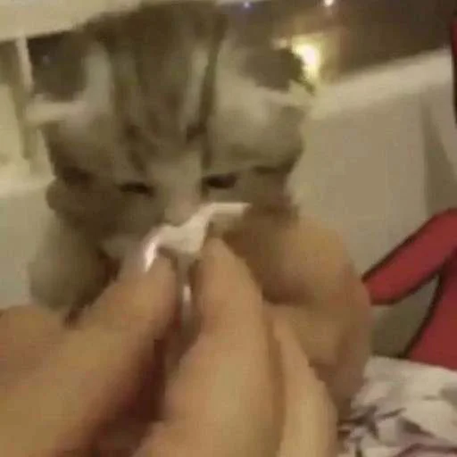 🤧 Стикер «cats.mos?» для Telegram