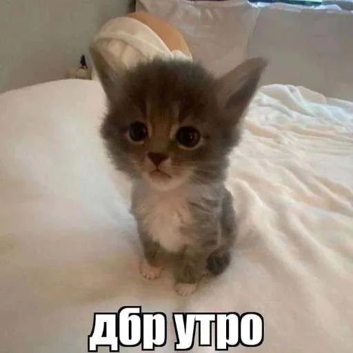 😇 Стикер «cats.mos?» для Telegram