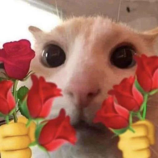 🤩 Стикер «cats.mos?» для Telegram