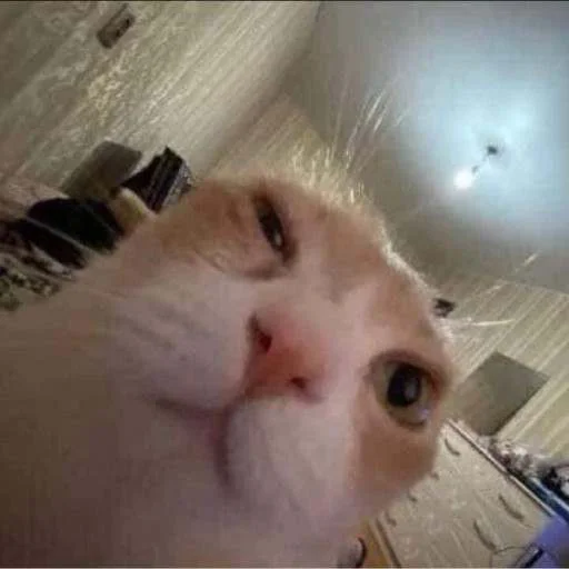 🤨 Стикер «cats.mos?» для Telegram