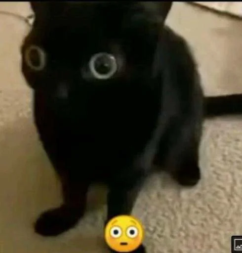 😳 Стикер «cats.mos?» для Telegram