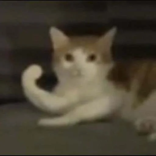 💪 Стикер «cats.mos?» для Telegram