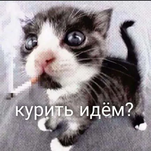 🤔 Стикер «cats.mos?» для Telegram