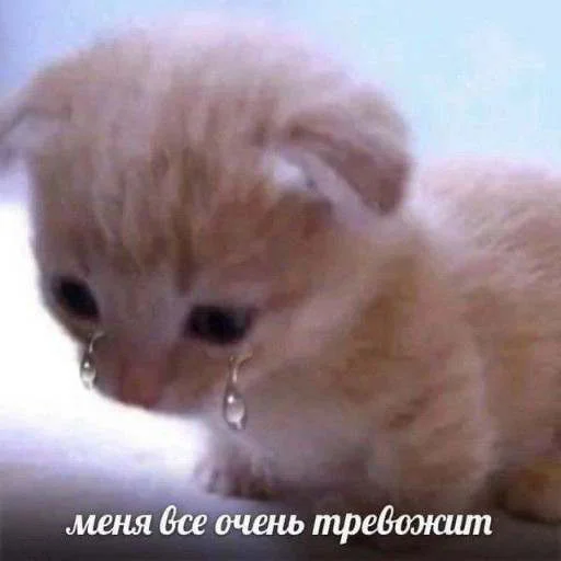 🥲 Стикер «cats.mos?» для Telegram