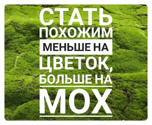 🌸 Стикер «Мох» для Telegram