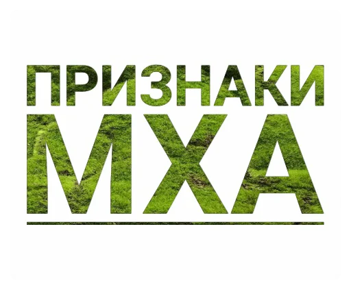 🧐 Стикер «Мох» для Telegram