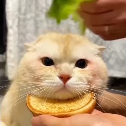 ❤️ Стикер «mrktcats 2» для Telegram