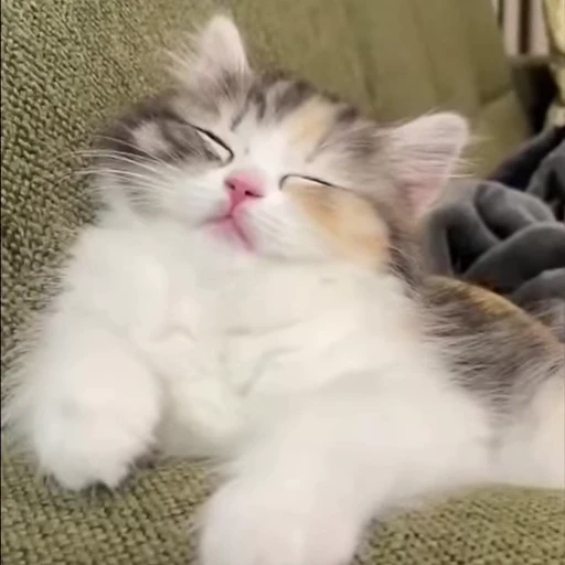 😴 Стикер «mrktcats 2» для Telegram