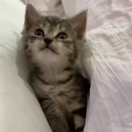 😴 Стикер «mrktcats 2» для Telegram