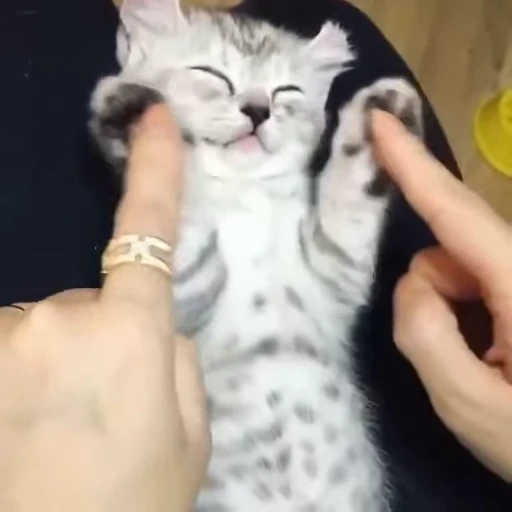 😆 Стикер «mrktcats 2» для Telegram