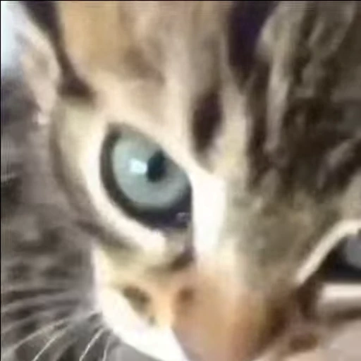 🤨 Стикер «mrktcats 2» для Telegram