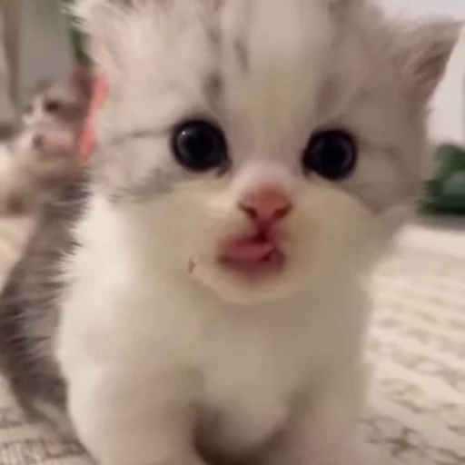 🥺 Стикер «mrktcats 2» для Telegram