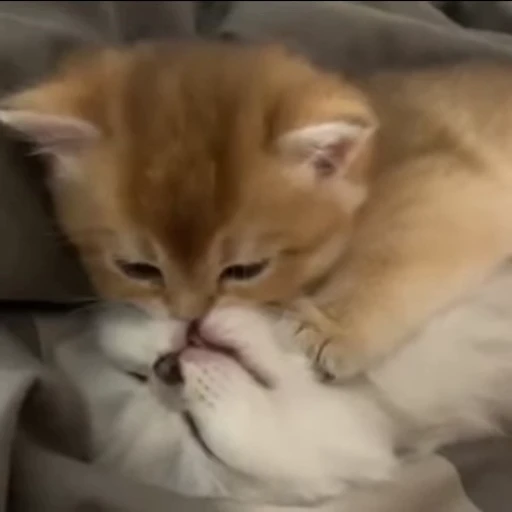 🥰 Стикер «mrktcats 2» для Telegram