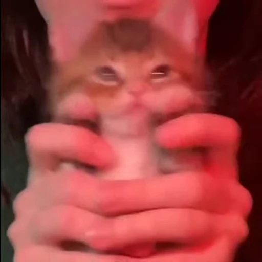 ❤️ Стикер «mrktcats 2» для Telegram