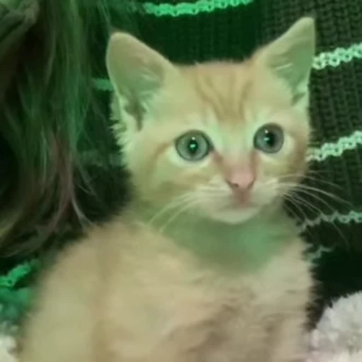 🥺 Стикер «mrktcats 2» для Telegram