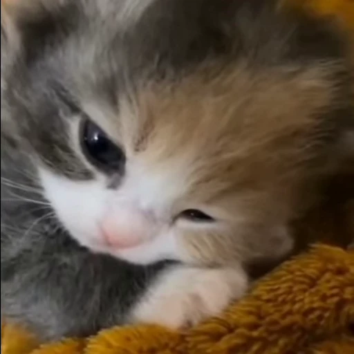 🥺 Стикер «mrktcats 2» для Telegram