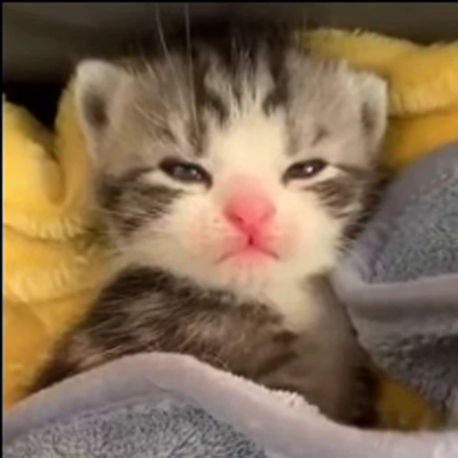 Стикерпак mrktcats 2 для Telegram
