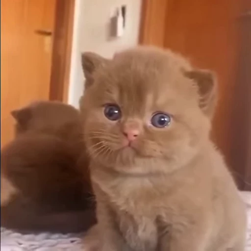 🥺 Стикер «mrktcats 2» для Telegram